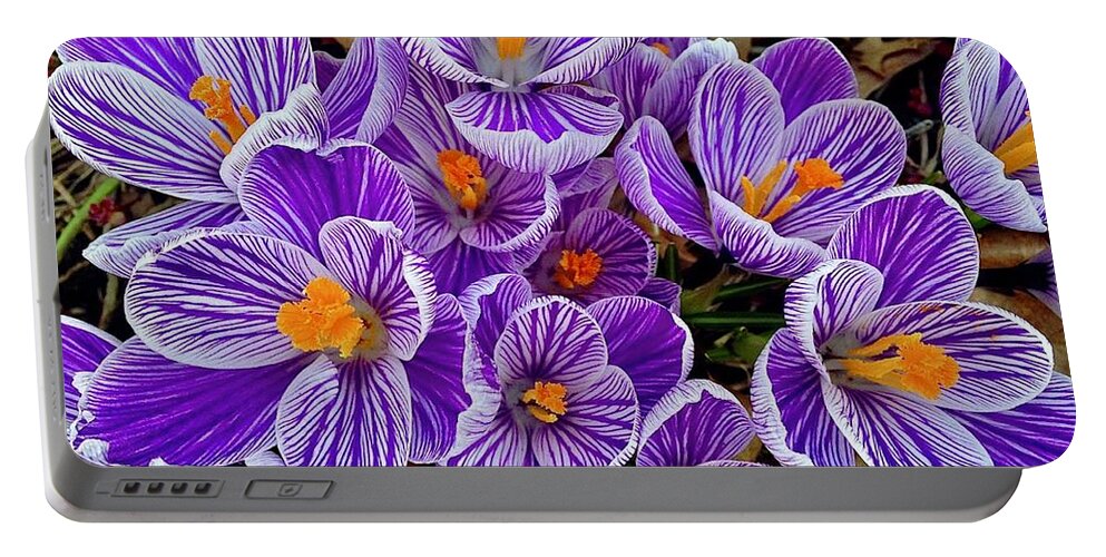 Spring Crocus Portable Battery Charger featuring the digital art Spring Crocus by Tammy Keyes