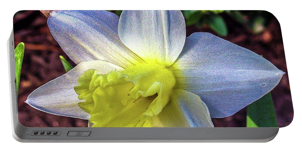 Daffodils Portable Battery Charger featuring the photograph Spring Daffodil Flowers by Louis Dallara