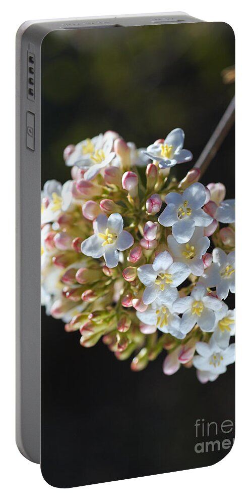 Spring Portable Battery Charger featuring the photograph Spring In A Circle by Joy Watson