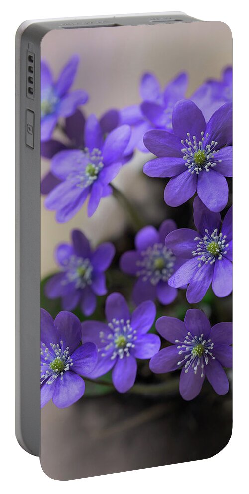 Hepatica Portable Battery Charger featuring the photograph Spring is here by Jaroslaw Blaminsky
