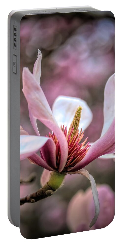 Magnolia Portable Battery Charger featuring the photograph Spring Magnolia by Mo Barton