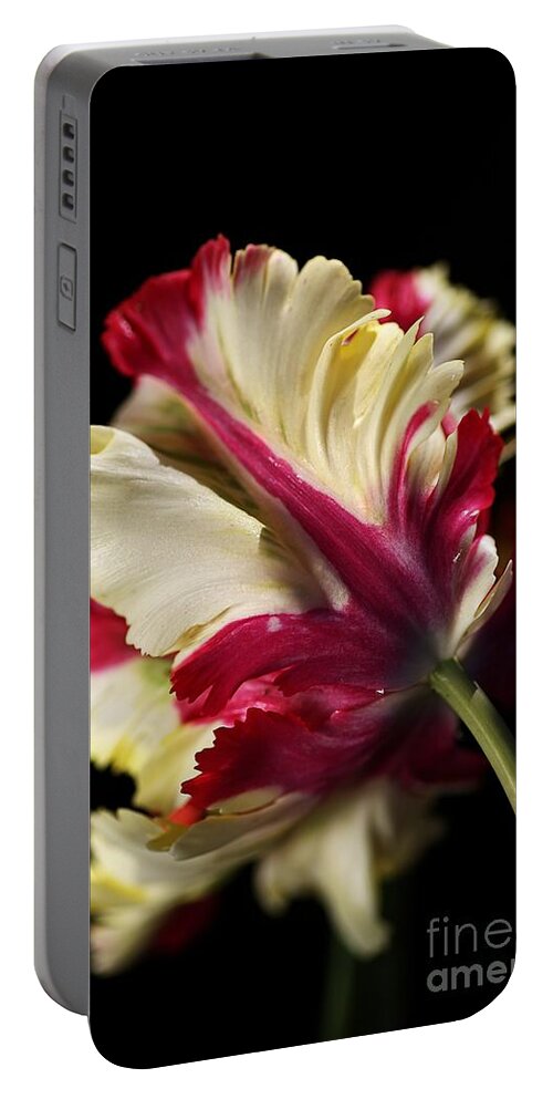 Parrot Tulip Portable Battery Charger featuring the photograph Spring Parrot Tulip by Joy Watson