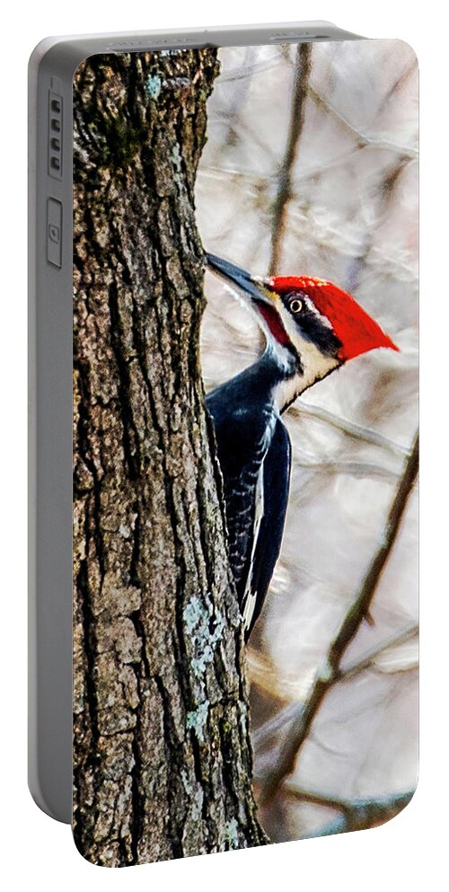 Pileated Woodpecker Portable Battery Charger featuring the photograph Spring Pileated Woodpecker by Lara Ellis