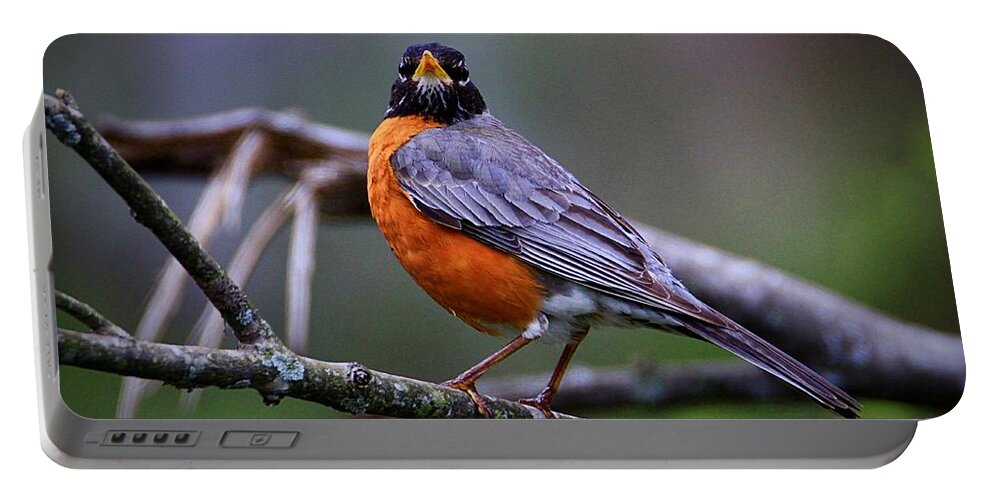 Birds Portable Battery Charger featuring the photograph Spring Robin by Mary Walchuck