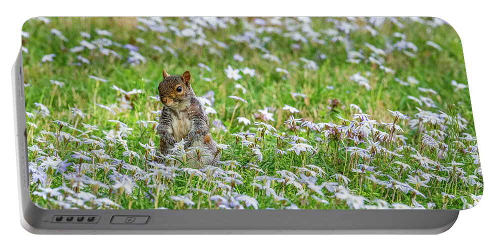 Star Flower Portable Battery Charger featuring the photograph Spring Star Flowers and a Squirrel by Rachel Morrison