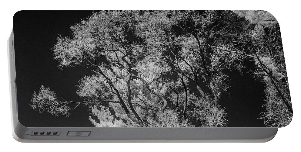 Trees Portable Battery Charger featuring the photograph Spring trees in Black and White by Alan Goldberg