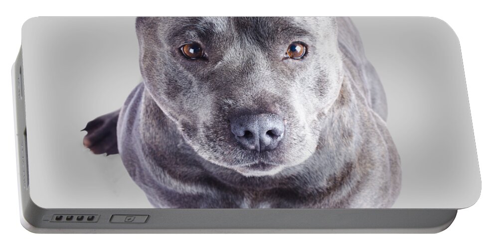Dog Portable Battery Charger featuring the photograph Staffordshire Bull Terrier by Jorgo Photography