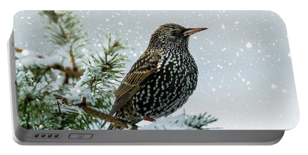 Bird Portable Battery Charger featuring the photograph Starling In Snow by Cathy Kovarik