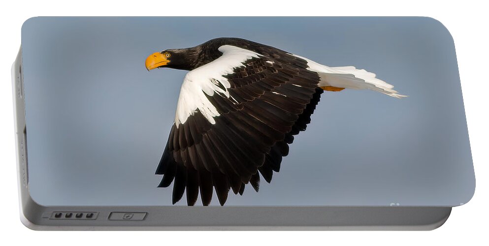 Steller's Eagle Portable Battery Charger featuring the photograph Steller's Eagle in Flight by Natural Focal Point Photography