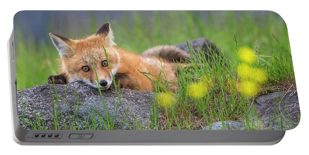 Sugar Portable Battery Charger featuring the photograph Sugar Hill Fox Resting by White Mountain Images