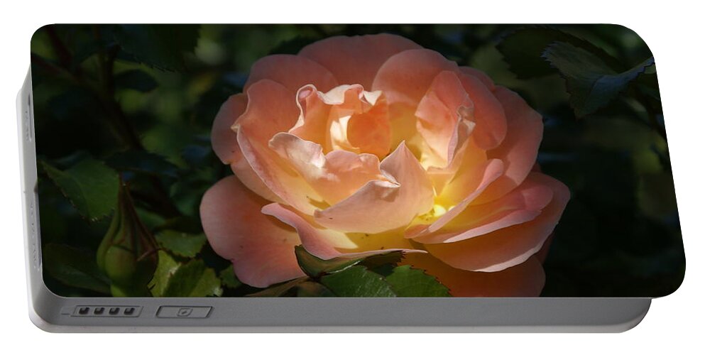  Portable Battery Charger featuring the photograph Sun-kissed Rose by Heather E Harman