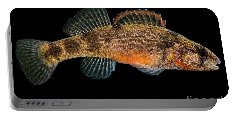 American Portable Battery Charger featuring the photograph Sunburst Darter, Etheostoma mihileze by Dante Fenolio