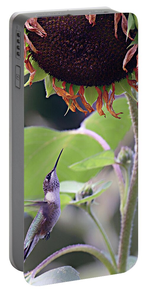 Hummingbird Portable Battery Charger featuring the photograph Sunflower And Hummingbird by Paul Vitko