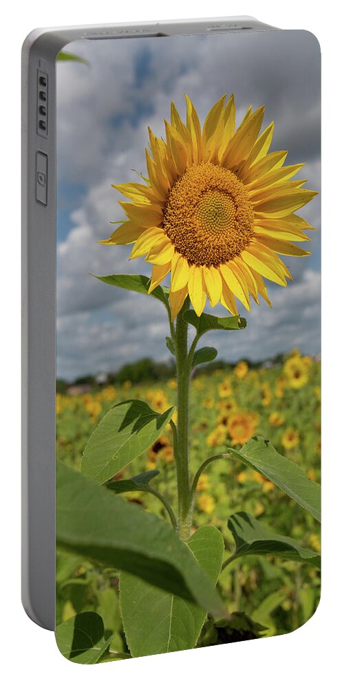 Sunflower Portable Battery Charger featuring the photograph Sunflower in Field by Carolyn Hutchins