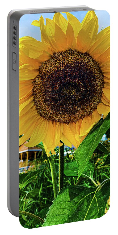 Flower Portable Battery Charger featuring the photograph Sunflower by Jim Feldman