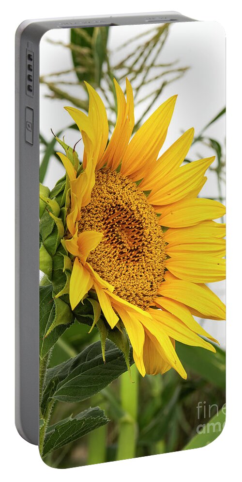 Natanson Portable Battery Charger featuring the photograph Sunflower with Corn by Steven Natanson