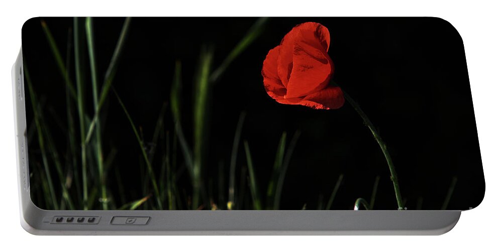 Nature Portable Battery Charger featuring the photograph Sunlit Poppy by Stephen Melia