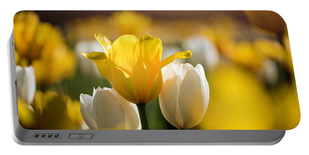  Portable Battery Charger featuring the photograph Sunny Tulips by Nicole Engstrom