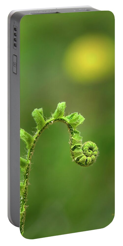 Fern Portable Battery Charger featuring the photograph Sunrise Spiral Fern by Christina Rollo