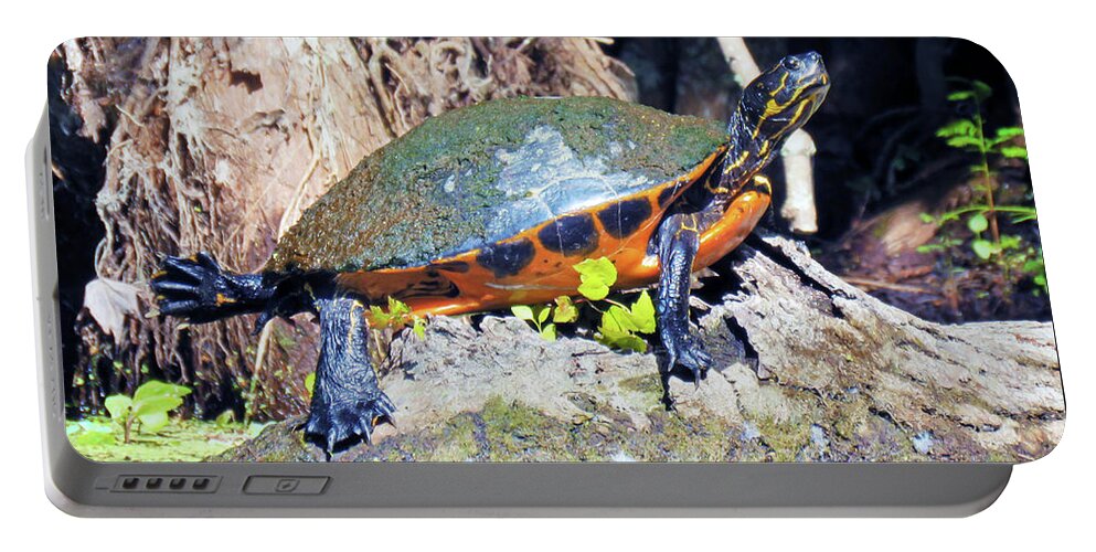 Florida Portable Battery Charger featuring the photograph Surroundings - Silver Springs Sunbathing Turtle by Chris Andruskiewicz