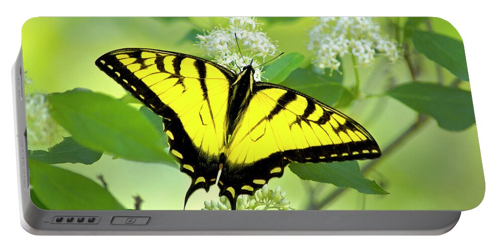 Swallowtail Butterfly Portable Battery Charger featuring the photograph Swallowtail Butterfly Feeding on Flowers by Christina Rollo