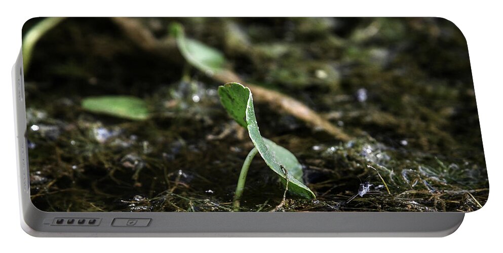 Photo Portable Battery Charger featuring the photograph Swamp Flora by Evan Foster