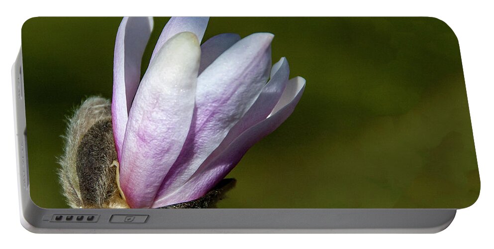 Flower Portable Battery Charger featuring the photograph Sweet Magnolia by Cathy Kovarik