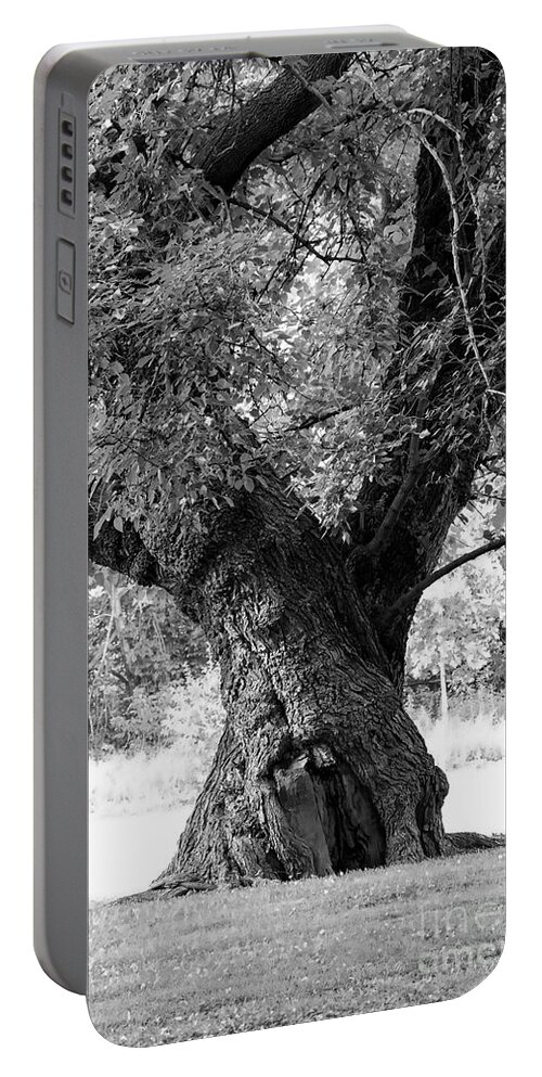 Trunk Portable Battery Charger featuring the photograph Tall and Twisted by Bentley Davis