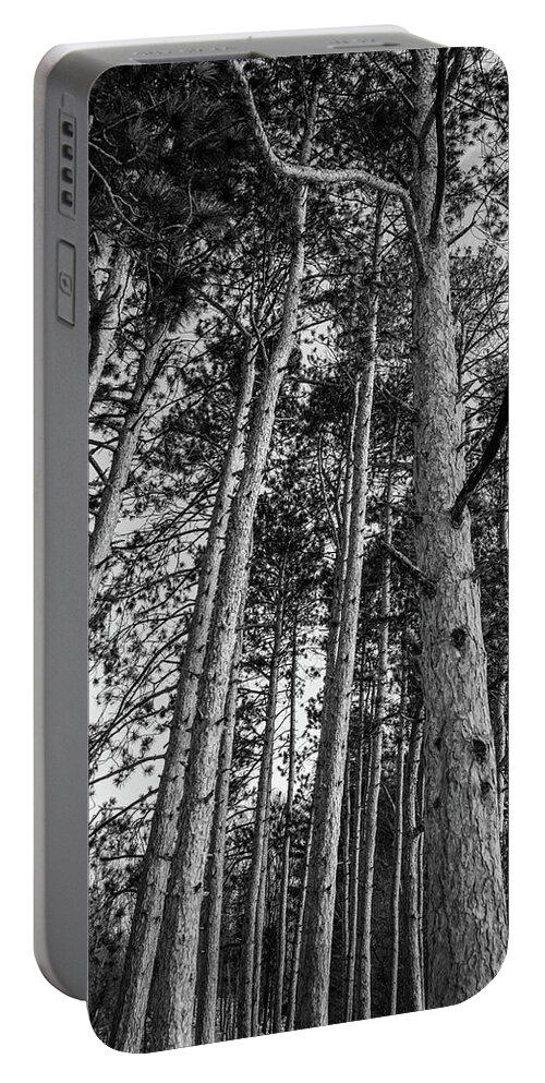Black And White Portable Battery Charger featuring the photograph Tall Trees by Michelle Wittensoldner