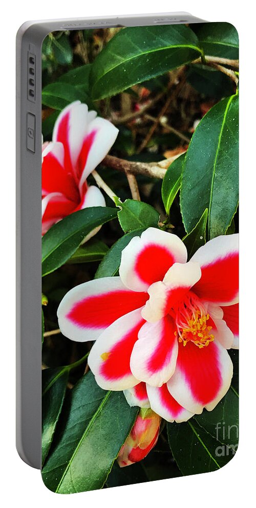 Flower Portable Battery Charger featuring the photograph Tama Peacock Twins by Rick Locke - Out of the Corner of My Eye
