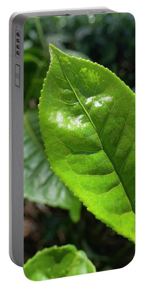 Tea Portable Battery Charger featuring the photograph Tea Leaf Growing by Karen Rispin