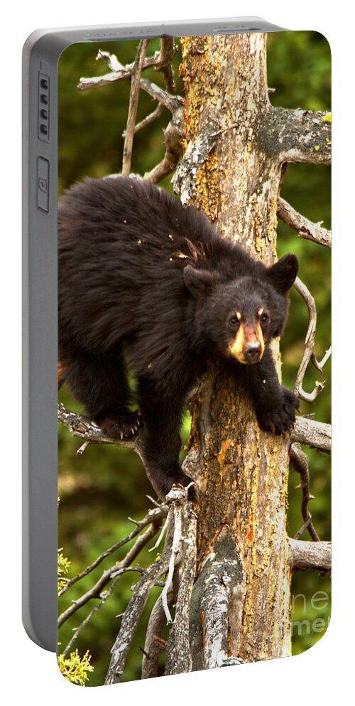 Black Bears Portable Battery Charger featuring the photograph The Aerial Sniffer by Adam Jewell