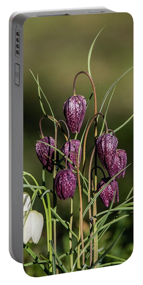 Snake's Head Portable Battery Charger featuring the photograph The beautiful group of Snakes head by Torbjorn Swenelius
