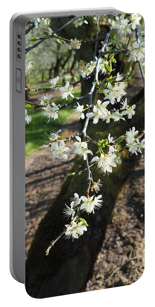 Plums Portable Battery Charger featuring the photograph The Fragile Nature of Farming by Leslie Struxness