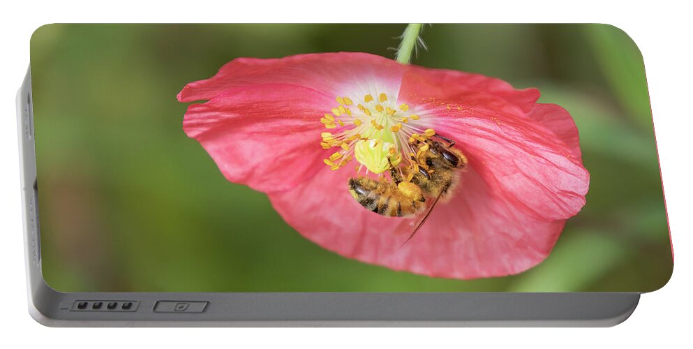 Shirley Poppy Portable Battery Charger featuring the photograph The Honey Bee and Poppy 2019 by Thomas Young