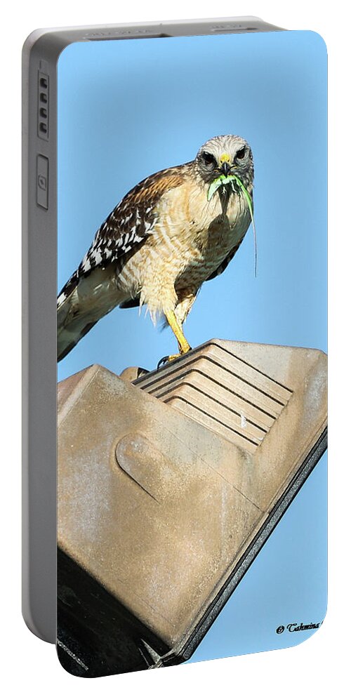 Hawk Portable Battery Charger featuring the photograph The Hungry Hawk by Tahmina Watson
