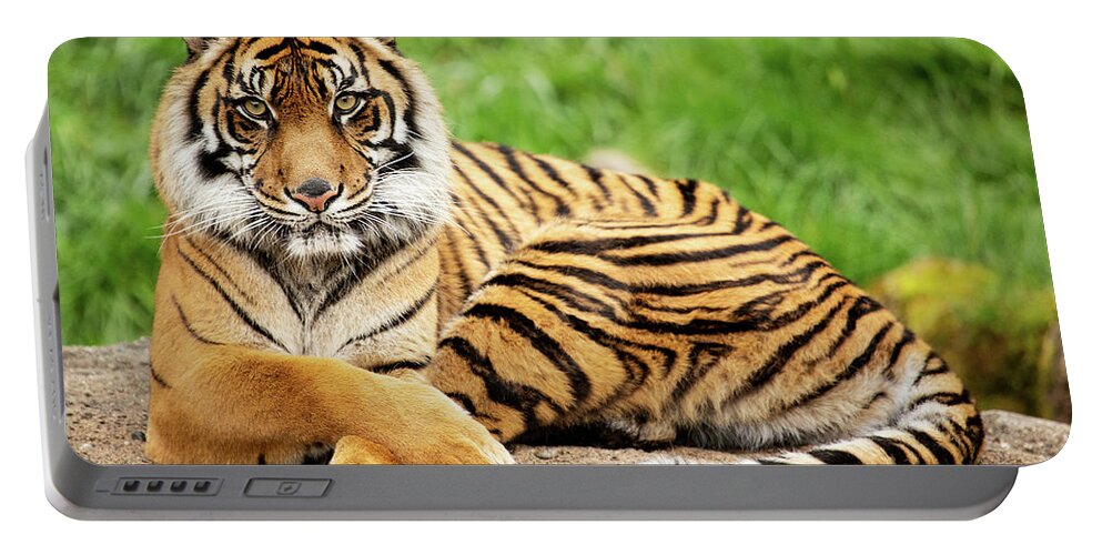 Animal Portable Battery Charger featuring the photograph The Look by Bob Cournoyer