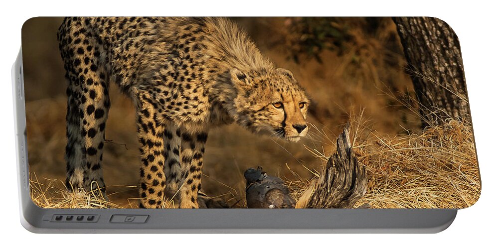 Cheetah Portable Battery Charger featuring the photograph The Lookout by Linda Villers