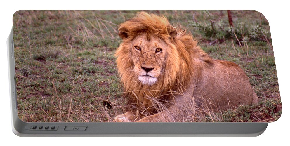 Lion Portable Battery Charger featuring the photograph The Lying Lion King by Russel Considine