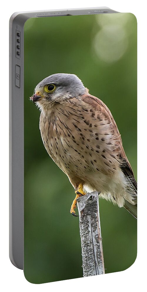 Kestrel Portable Battery Charger featuring the photograph The male Kestrel hunting on top of a round pole by Torbjorn Swenelius