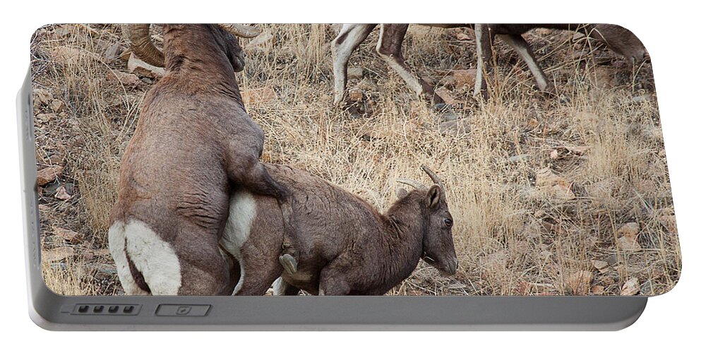 Mating Bighorn Sheep Photograph Portable Battery Charger featuring the photograph The Mating Game by Jim Garrison