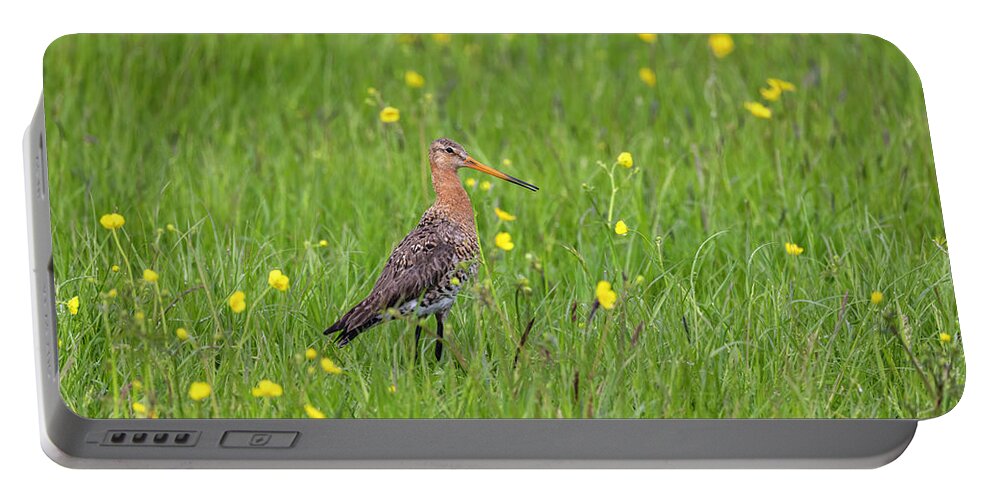 Nature Portable Battery Charger featuring the photograph The Meadow Bird The Godwit by MPhotographer
