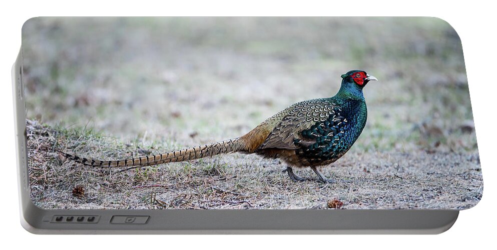 Phasianus Colchicus Colchicus Portable Battery Charger featuring the photograph The Pheasant Beauty by Torbjorn Swenelius