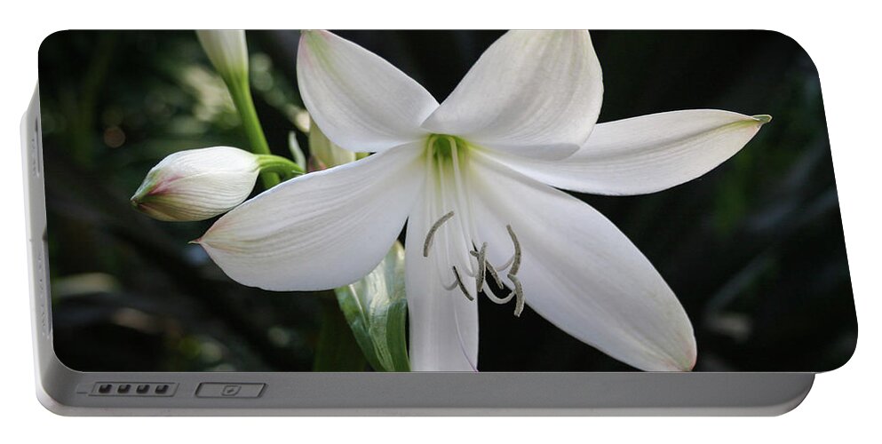 Florida Portable Battery Charger featuring the photograph The St. Christopher Lily by Robert Carter
