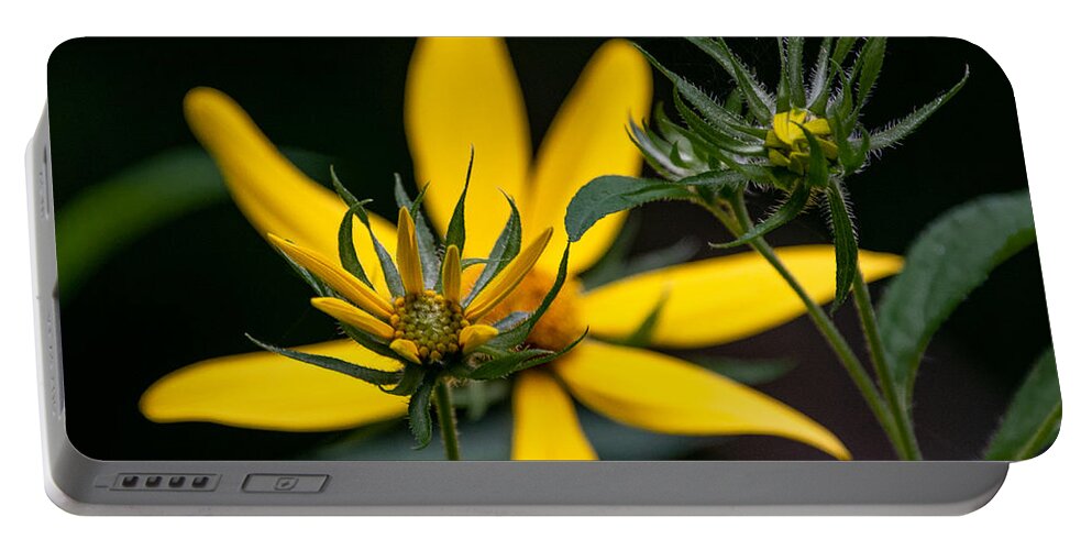 Sunflower Portable Battery Charger featuring the photograph The Stages of Bloom by Linda Bonaccorsi