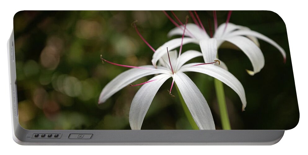 Lakeland Portable Battery Charger featuring the photograph The String Lily by Robert Carter
