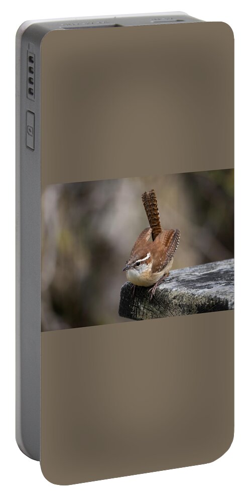 Bird Portable Battery Charger featuring the photograph The Tail of the Carolina Wren by Linda Bonaccorsi