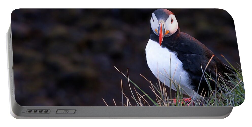 Iceland Portable Battery Charger featuring the photograph The watchful puffin by Christopher Mathews