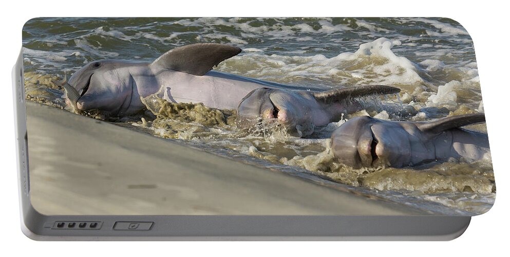 Dolphin Portable Battery Charger featuring the photograph Three Amigos by Patricia Schaefer