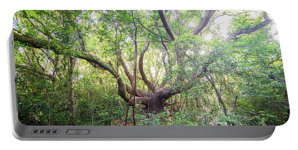 Live Oak Portable Battery Charger featuring the photograph Three Century Live Oak Tree - North Carolina Crystal Coast by Bob Decker